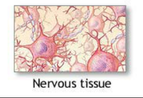 Tissues - Circulatory System