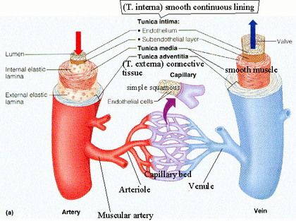 Organs - Circulatory System