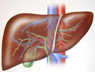 Organs - Circulatory System